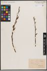 Foto von Salix caprea L. x Salix silesiaca Willd.